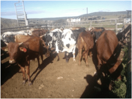 The Boys basking in the morning sun