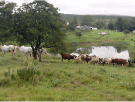 The moos meet the neighs. Yes, that's the scientific term.