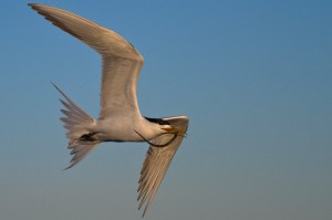 Fishy prey #3 (click pic to enlarge)