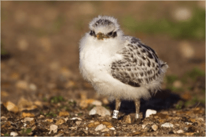 tern chick
