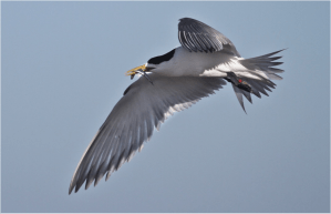 tern in flight
