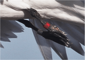 tern leg close-up