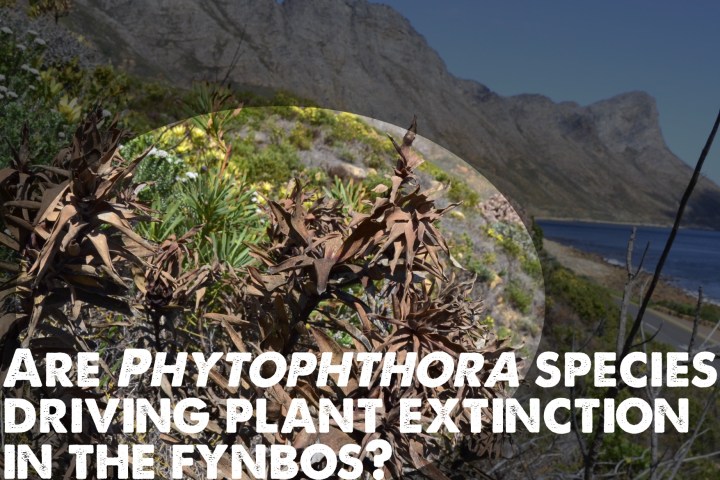 PhytophthoraPlantExtinctionLow