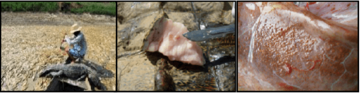 Crocodile and fish mortalities reported at the Kruger National Park, as well as Crocodylus niloticus and C. gariepinus with white and brown spots in fat (from Olifants gorge on Mozambique border and Letaba confluence)