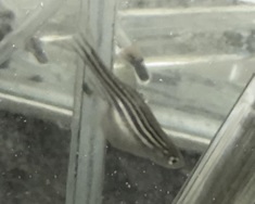 zebrafish-adult