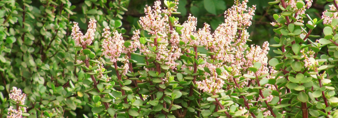 SAYAS_2020-02_Picture_1_PortulacariaAfraFlowers